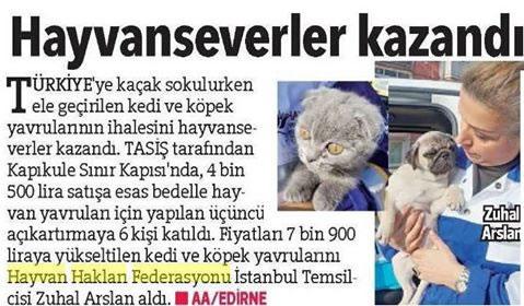 HAYTAP Once Again Saved Many Cats and Dogs from the Cruel Pet Shop Trade!